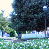 Manutenzione del verde