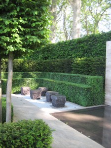 Piante in forma: carpino in primo piano